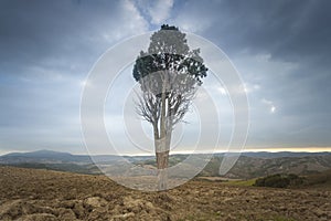 Lonely tree in Tuscany, Italy