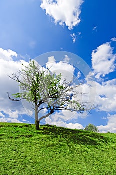 Lonely tree under cloudy blue sky