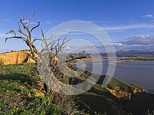 Lonely tree in the upper part of the ravine