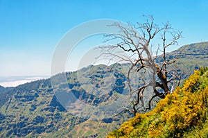 Lonely tree. View of mountains on the route Encumeada - Boca De Corrida, Madeira Island, Portugal, Europe.