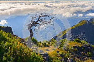 Lonely tree. View of mountains on the route Pico Ruivo - Encumeada, Madeira Island, Portugal, Europe.