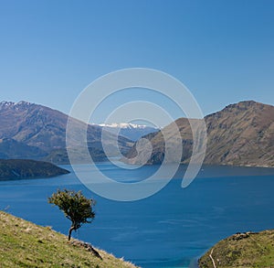 A lonely tree and the Wanaka lake in the distance near Roy's Peak in New Zealand