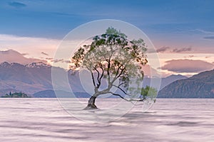 Lonely tree at Wanaka lake with mountain background