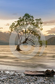 Lonely tree on Wanaka lake sunset tone