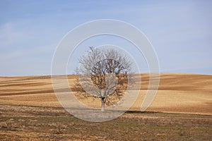 A lonely tree in warm winter ligh