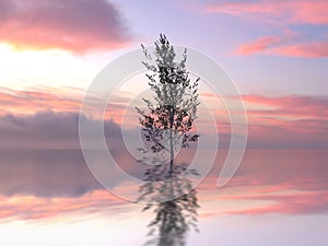 Lonely tree in a water