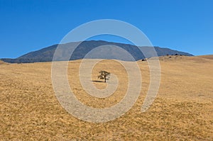 Lonely tree on the way to Death Valley National Park, California photo