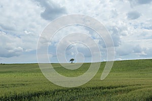 Lonely tree in a wheat field