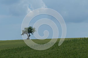 Lonely tree in a wheat field