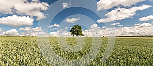 Lonely tree on a wide grain field under dramatic sky in summer banner format