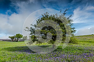lonely tree on wild meadow