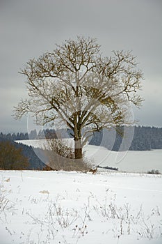 Osamělý strom v zimní zemi