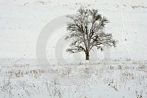 Osamelý strom v zimnej krajine
