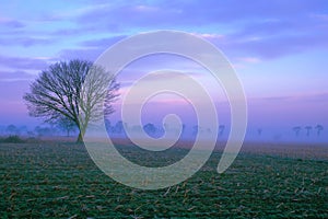 Lonely tree on the countryside under a sunrise sky