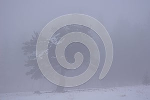 Lonely tree in winter fog