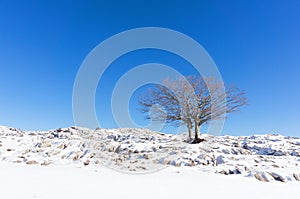 Lonely tree in winter