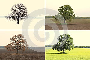 Lonely tree in winter without leaves on snow, tree in spring on grass, tree in summer on grass with green foliage and autumn tree