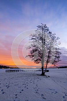 Lonely tree at winter park in the sunset