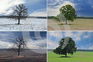 lonely tree in winter on snow, in spring on grass, in summer on grass and autumn with red-yellow leaves