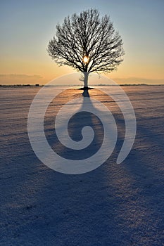 Lonely tree .Winter sunset.