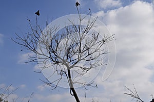 Lonely tree winter time and a blue sky.