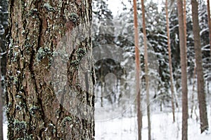 Lonely tree in winter wood