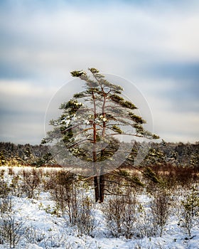 Lonely Tree at Wintertime