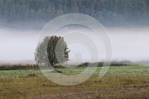 Lonely tree in the wisps of fog