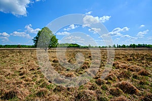 Lonely tree, yellow grass field, green trees background beautiful blue sky with white clouds