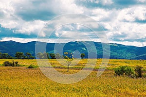 Lonely tree among yellow and green hills and meadows