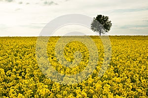 Lonely tree in a yellow rape field