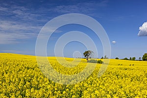 Lonely tree among yellow rape flowers