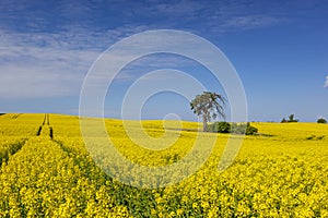 Lonely tree among yellow rape flowers