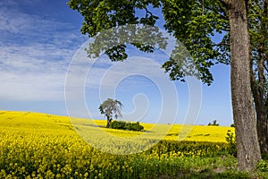 Lonely tree among yellow rape flowers