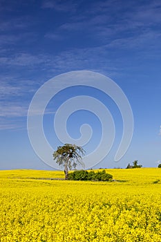 Lonely tree among yellow rape flowers