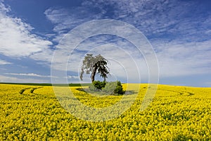 Lonely tree among yellow rape flowers