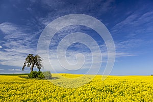 Lonely tree among yellow rape flowers