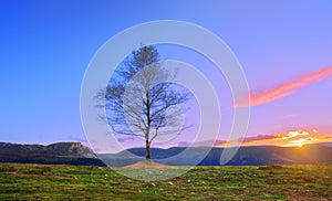 Lonely treee at sunset near Itxina mountain