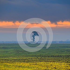 Lonely treein winter morning