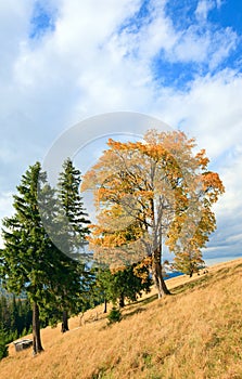 Lonely trees on autumn mountainside
