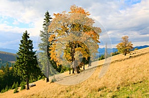 Lonely trees on autumn mountainside