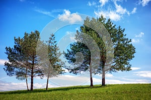 Lonely trees on the horizon with blue sky at background