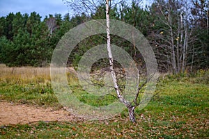 lonely trees with last colored leaves in branches shortly before