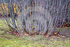 lonely trees with last colored leaves in branches shortly before