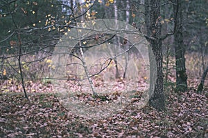 lonely trees with last colored leaves in branches shortly before winter, dull autumn colors and empty park with tree trunks -