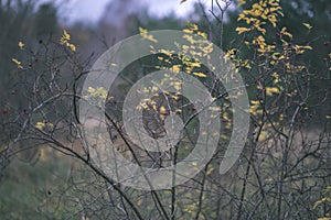 lonely trees with last colored leaves in branches shortly before winter, dull autumn colors and empty park with tree trunks -