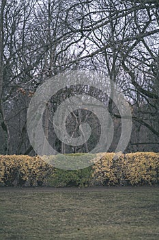 lonely trees with last colored leaves in branches shortly before winter, dull autumn colors and empty park with tree trunks -