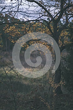 lonely trees with last colored leaves in branches shortly before winter, dull autumn colors and empty park with tree trunks -