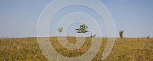 Lonely trees in the steppe