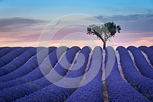 Lonely trees uphill on sunset in Provence